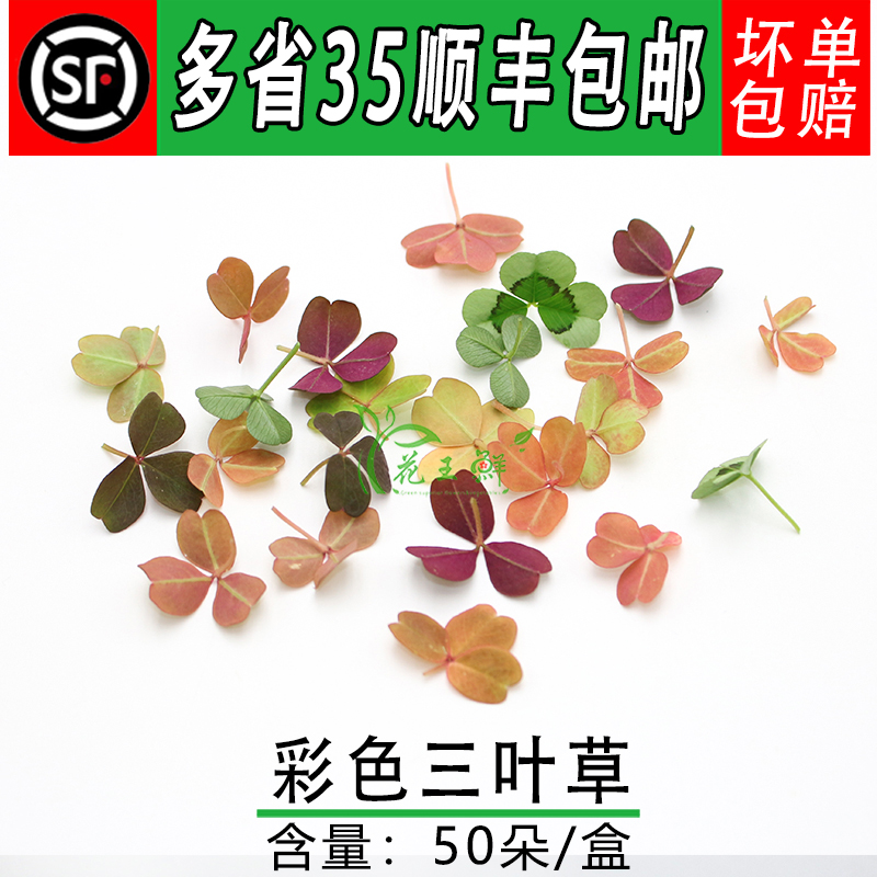 新鲜醡浆草 熔岩酢浆草三叶草 幸运草 日料西餐装饰摆盘50片