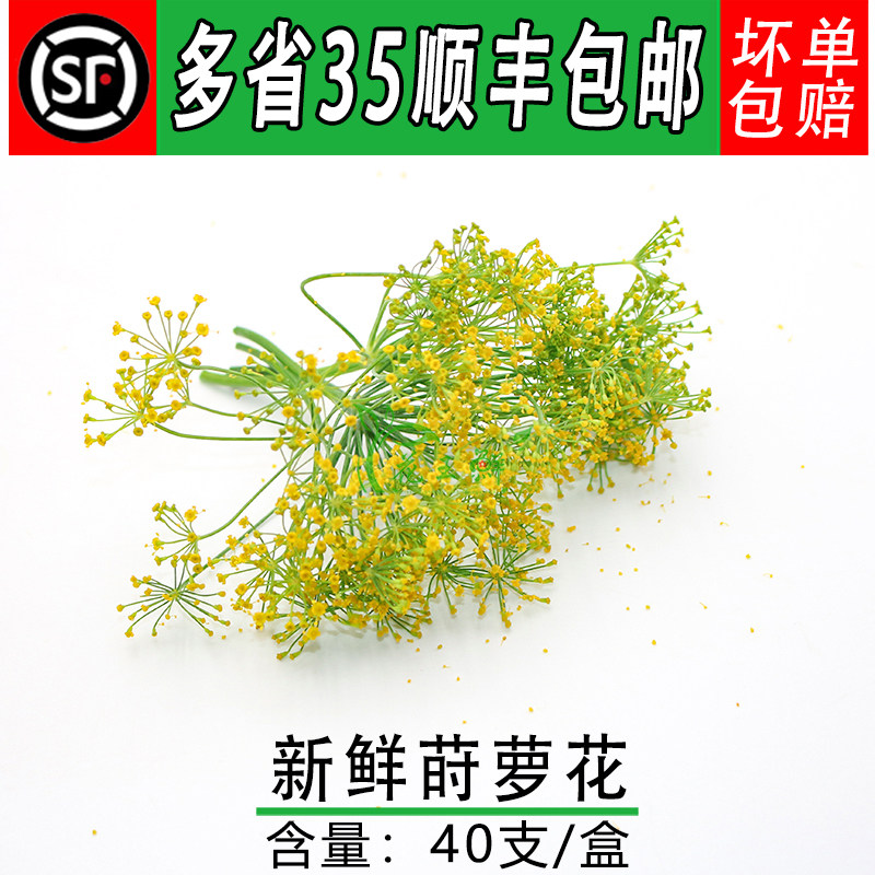 新鲜小莳萝花 小茴香花 香料西餐日料酒店冷菜摆盘装饰点缀鲜花草