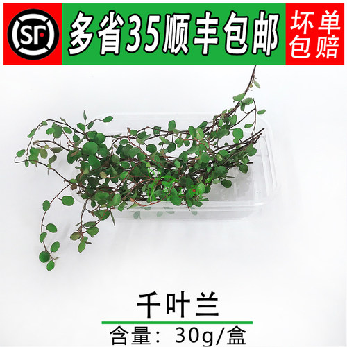 新鲜千叶兰长寿藤吊兰30g酒店冷
