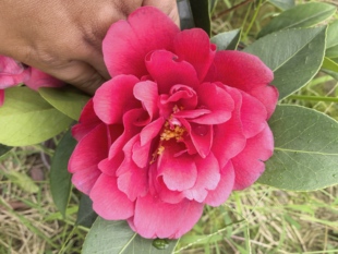 棕榈四季茶花新品种祖庙雕刻红龙舞天朱雀鸣夏满堂喝彩精致美观