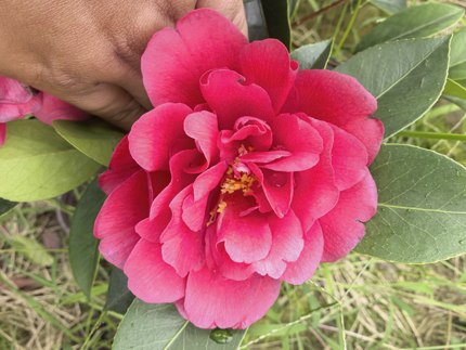 棕榈四季茶花新品种祖庙雕刻红龙舞天朱雀鸣夏满堂喝彩精致美观