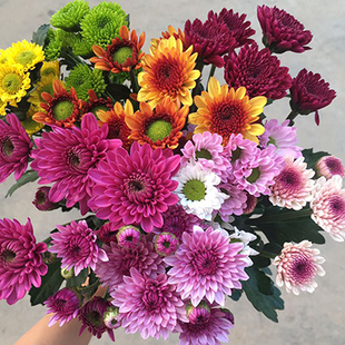 小雏菊花束批发云南昆明基城水养花鲜花批发鲜花直发布鲁诺绿小菊