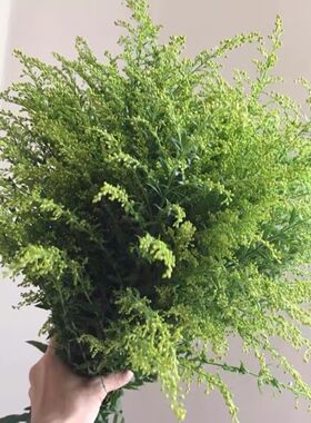 新鲜黄莺草尤加利叶鲜花配叶网红植物小清新摆件搭配礼物