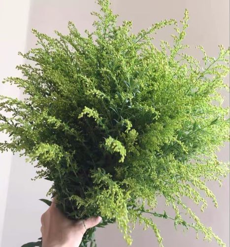 新鲜黄莺草尤加利叶鲜花配叶网红植物小清新摆件搭配礼物