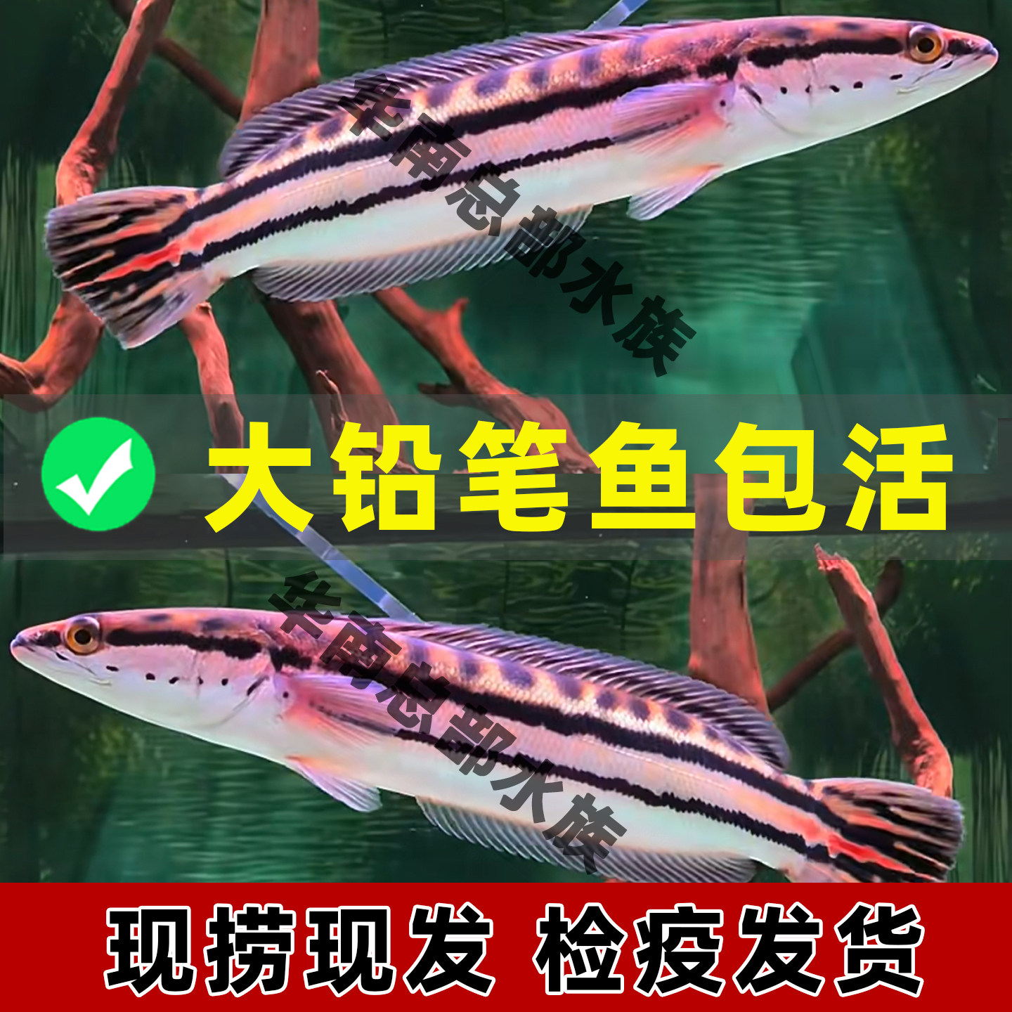 包活到家活体鱼新手好养大铅笔鱼可长大观赏鱼多曼雷龙耐活热带鱼