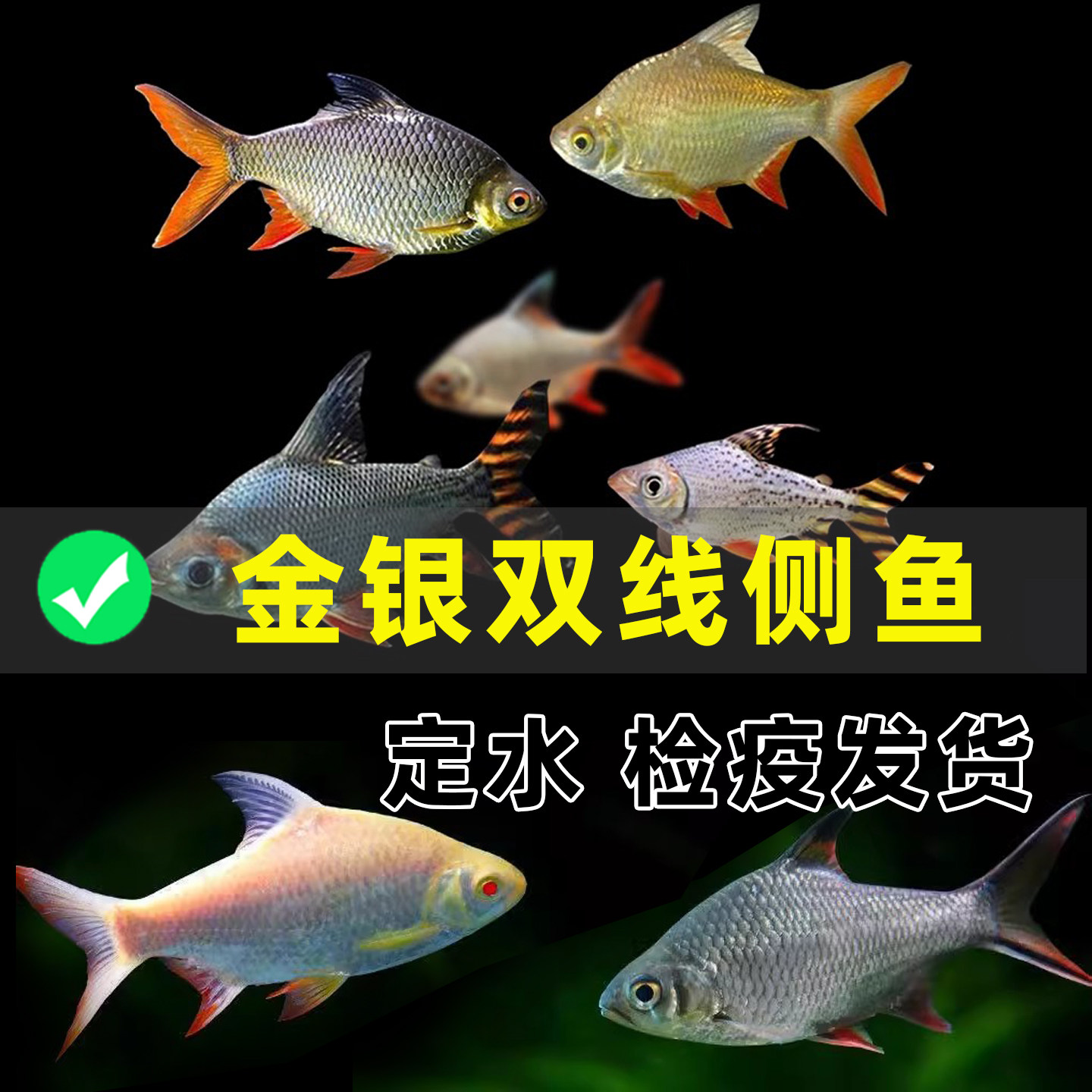 正宗金银元宝鲫泰国鲫活体观赏鱼
