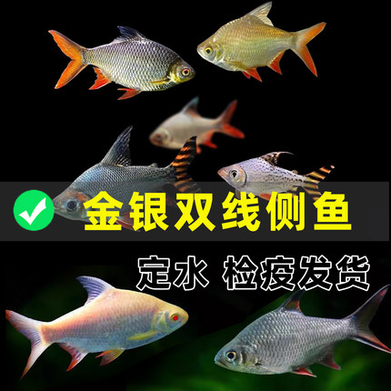 正宗金银元宝鲫泰国鲫鱼热带淡水鱼观赏鱼活体双线侧鱼龙鱼配鱼