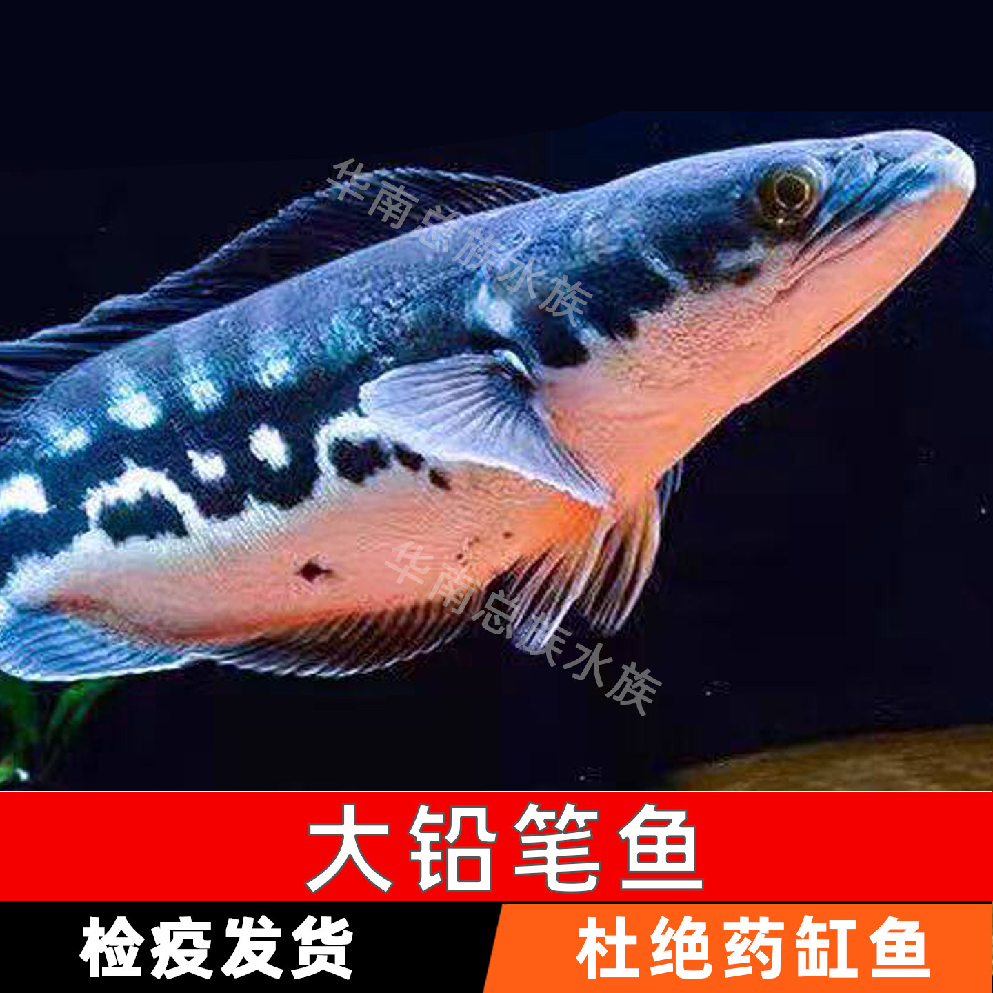 热带鱼大铅笔鱼混养观赏鱼活鱼包活大型凶猛肉食活体鱼雷龙多曼鱼