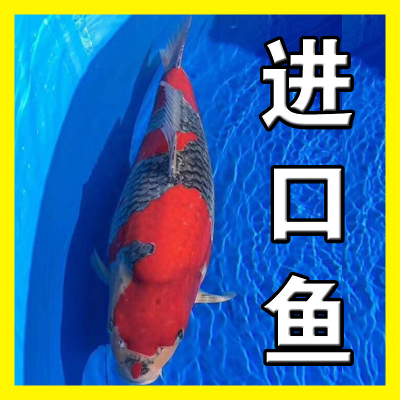 日本进口纯种包邮巨型宠物淡水鱼