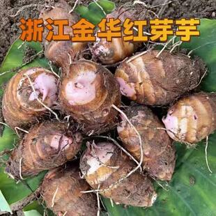 浙江红芽芋艿新鲜现挖牛奶毛芋头小芋头芋艿子竽头小香芋软糯蔬菜