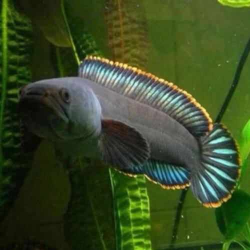 南鳢雷龙鱼冷水凶猛活体