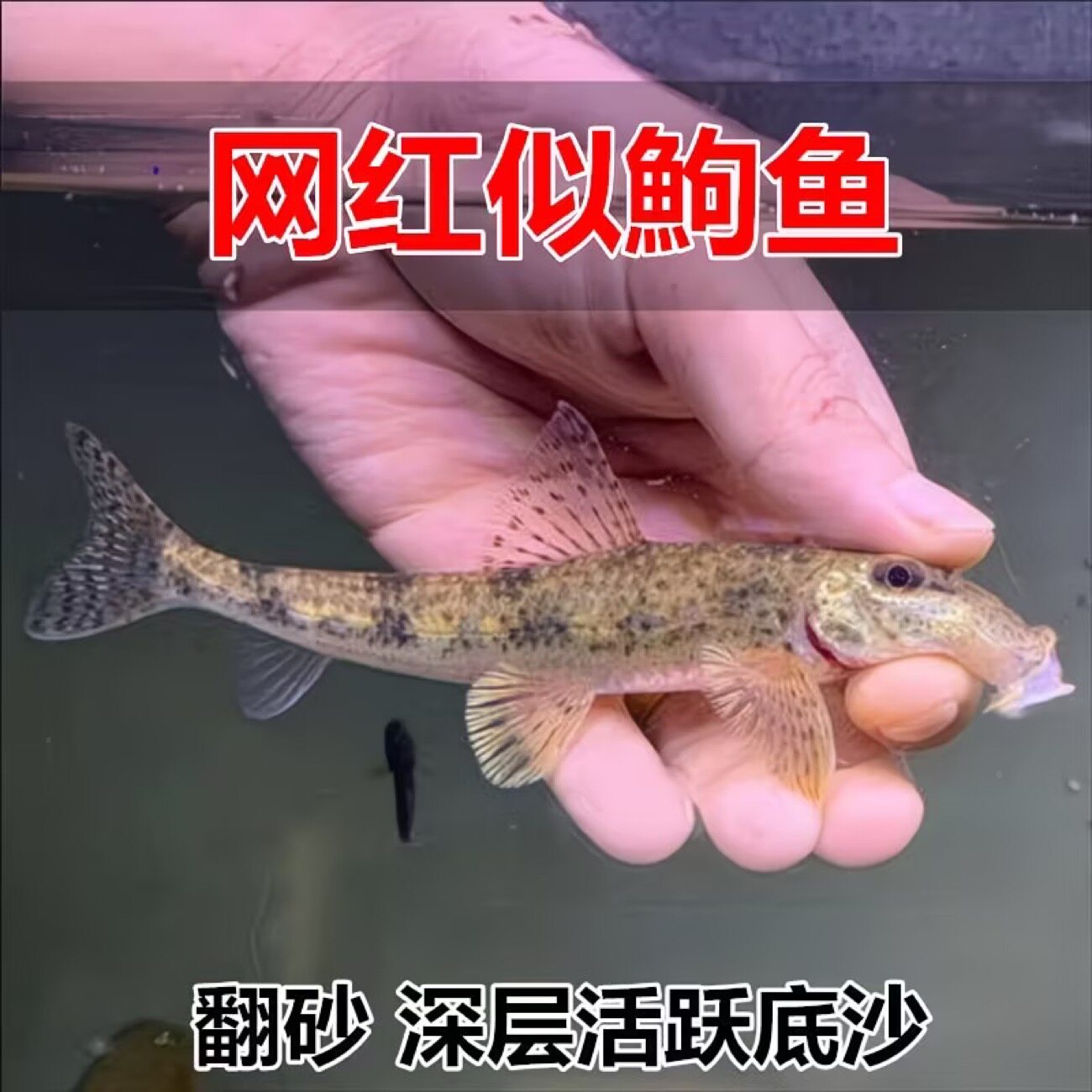 原生似驹鱼翻砂除藻翻沙底层翻神鱼冷水清洁鱼缸工具观赏鱼清道夫