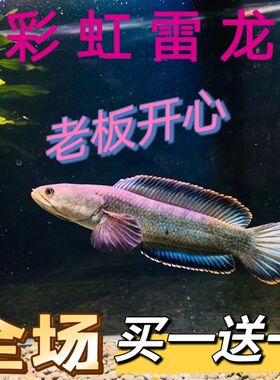 {买一送一}观赏鱼彩虹雷龙鱼原生态鱼冷水鱼七彩雷龙鱼耐养凶猛鱼