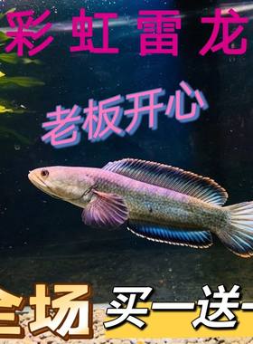 {买一送一}观赏鱼彩虹雷龙鱼原生态鱼冷水鱼七彩雷龙鱼耐养凶猛鱼