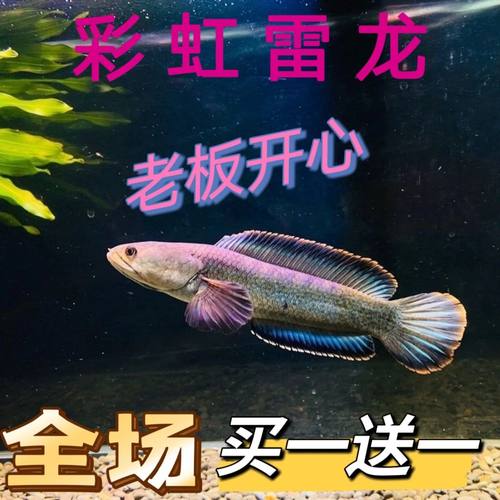 {买一送一}观赏鱼彩虹雷龙鱼原生态鱼冷水鱼七彩雷龙鱼耐养凶猛鱼