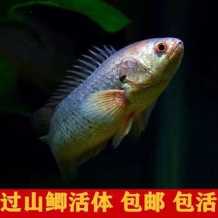 攀鲈鱼活体鱼过山鲫海八毛龟壳鱼凶猛鱼观赏鱼热带凶猛鱼淡水鱼