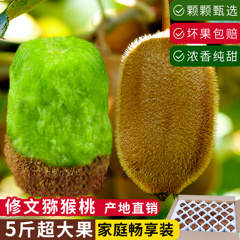 贵州修文绿心猕猴桃新鲜果园直发