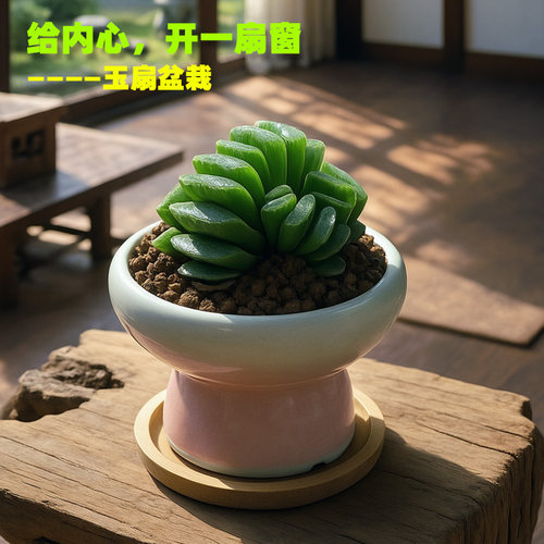 维尼美家好养玉扇玉露多肉植物