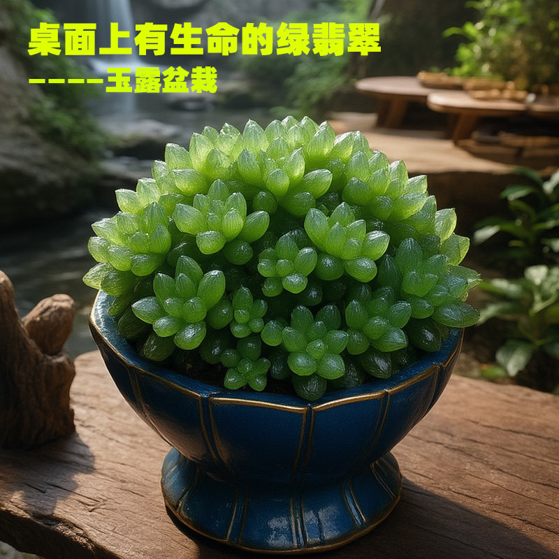 玉露多肉植物巨大株群生带盆发货云南窗台桌面好养室内绿植盆栽花
