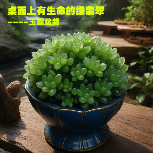 玉露多肉植物室内窗台桌面盆栽
