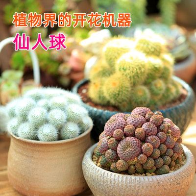 大群仙人球多肉植物盆栽
