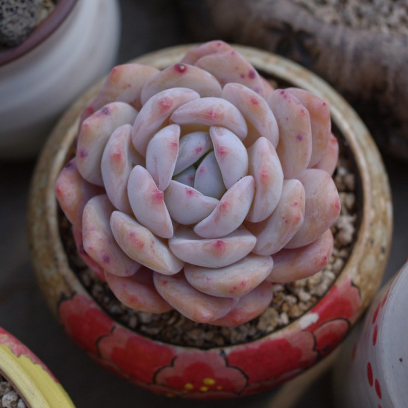 云南直发大株新手多肉植物盆栽