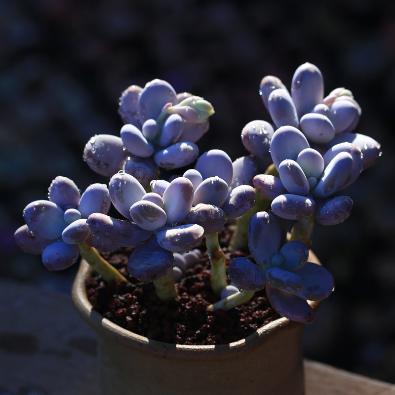 鸡蛋美人多肉植物大散群生多头云南稀有贵货肉肉绿植盆栽花卉包邮