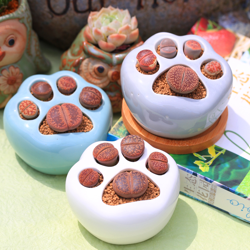 简约多肉植物猫爪花盆栽创意生石花陶瓷桌面儿童解压趣味生日礼物