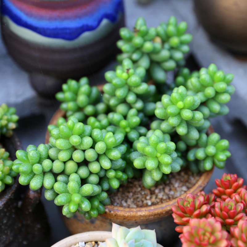 绿植老桩维尼美家防辐射多肉植物