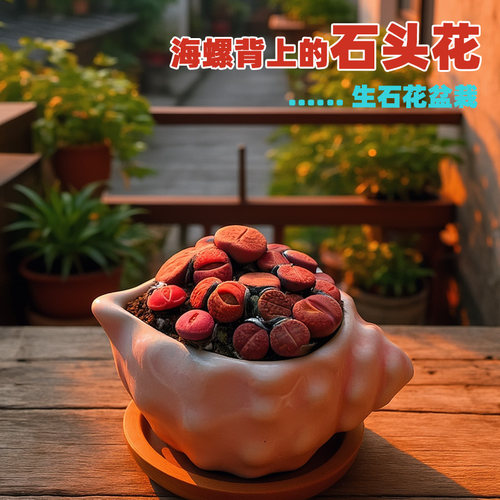 海螺陶瓷花盆生石花多肉植物盆栽