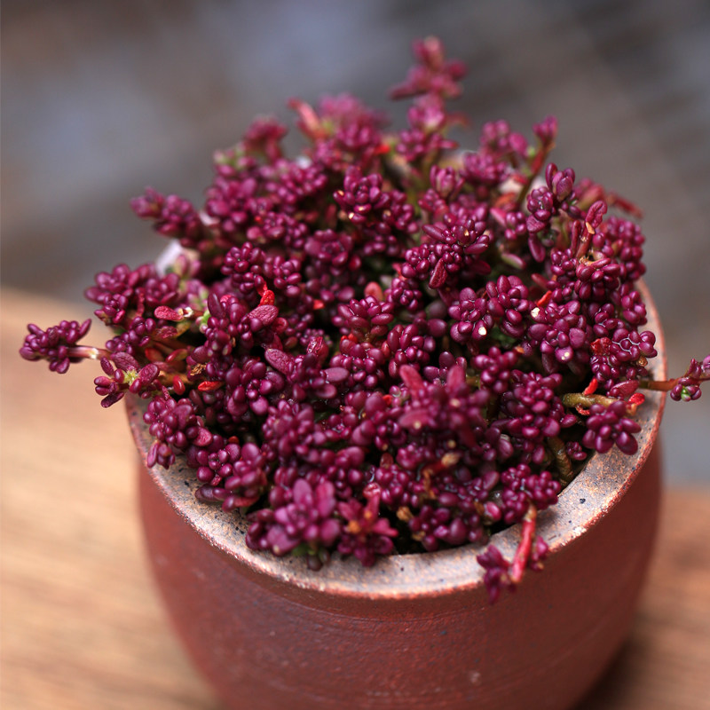 紫米粒多肉植物大盆群生多头云南易好养肉肉绿植盆栽花卉特价包邮