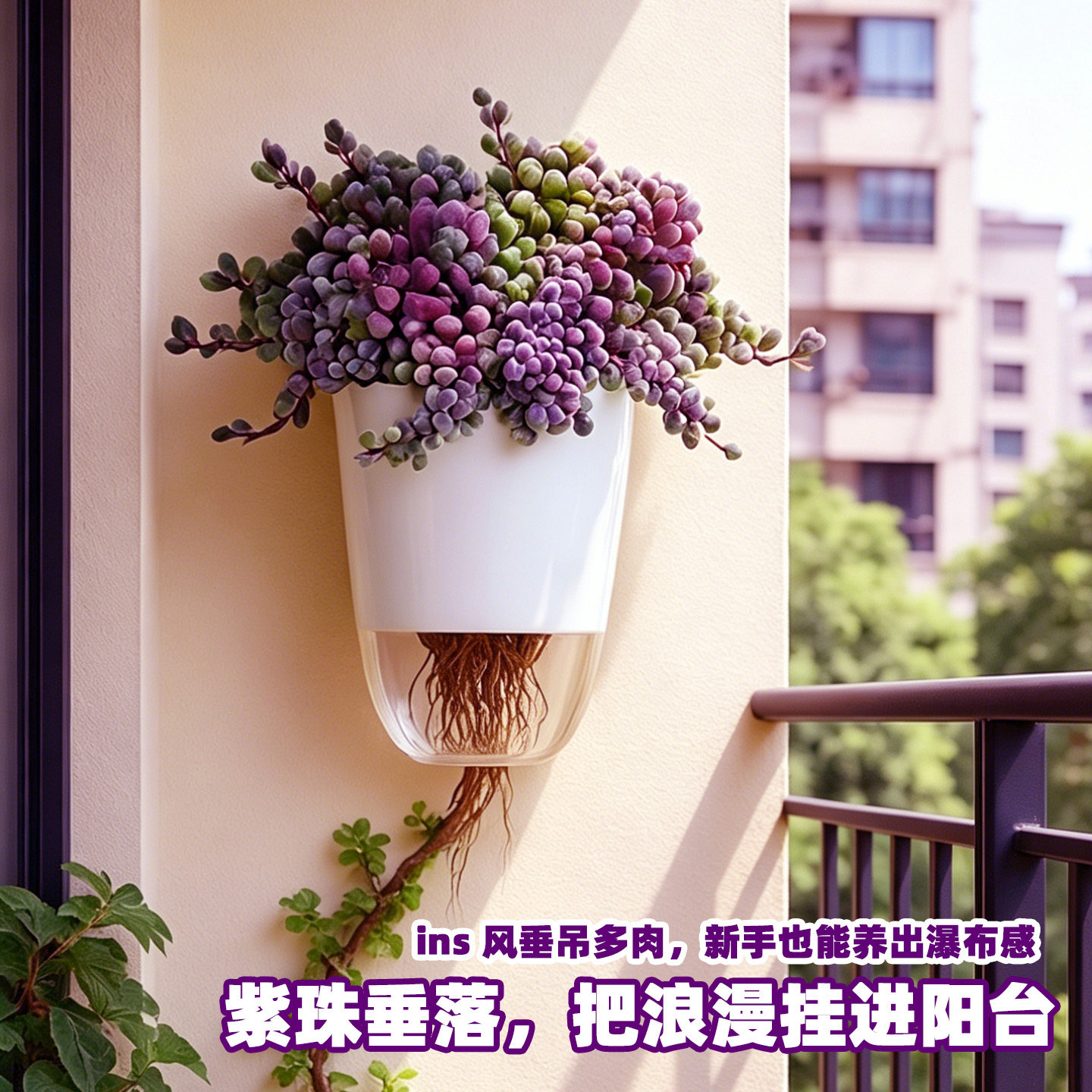 紫玄月多肉植物垂吊悬挂式紫葡萄阳台好养懒人绿植自吸水壁挂盆栽