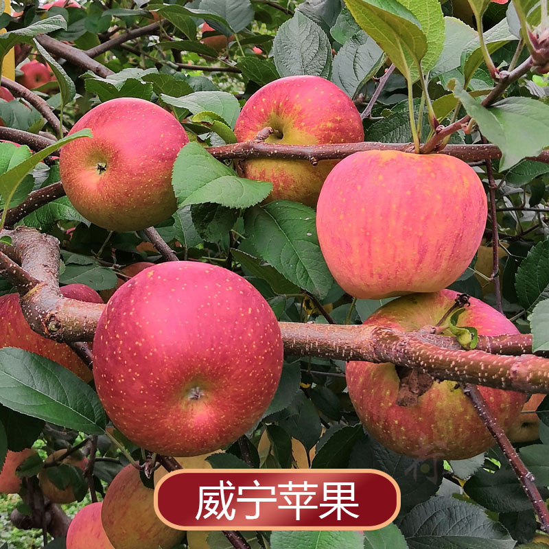 贵州威宁冰心苹果5斤水果