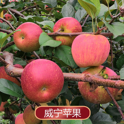 贵州威宁冰心苹果5斤水果