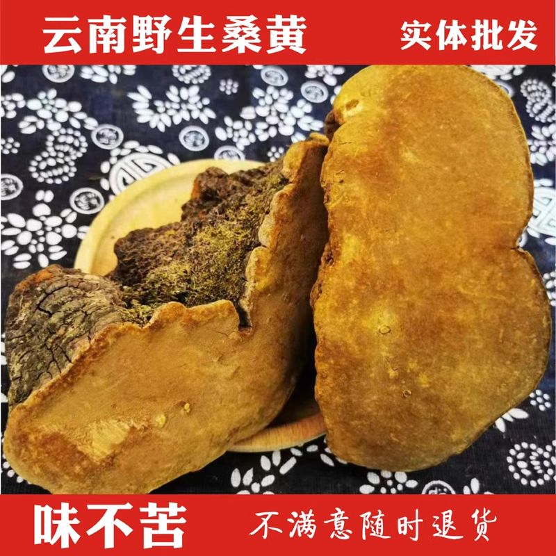 桑黄野生西藏特级干货正品500g桑树桑黄灵芝菌种中药材泡茶