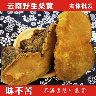 桑黄野生西藏特级干货正品500g桑树桑黄灵芝菌种中药材泡茶