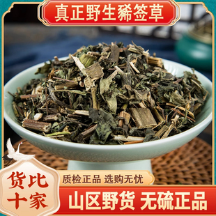 云南野生中药材豨签草 稀莶草 稀签草 豨莶草 粘苍子 肥猪草 包邮