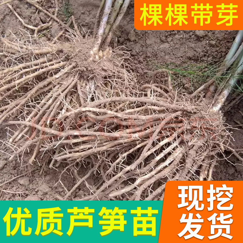 芦笋根苗种植紫色芦笋苗四季种植蔬菜苗多年生三年种苗阳台盆栽苗