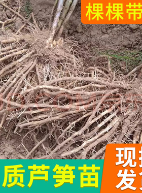 芦笋根苗种植紫色芦笋苗四季种植蔬菜苗多年生三年种苗阳台盆栽苗