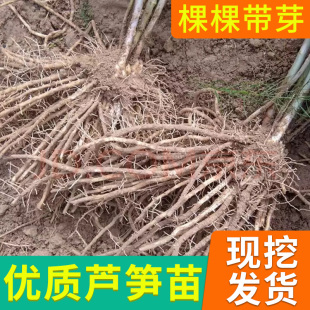 芦笋根苗种植紫色芦笋苗四季种植蔬菜苗多年生三年种苗阳台盆栽苗