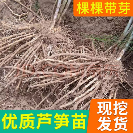 芦笋根苗种植紫色芦笋苗四季种植蔬菜苗多年生三年种苗阳台盆栽苗