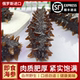 俄罗斯 即食海参 口感Q弹肉厚海洋天然好食材产品