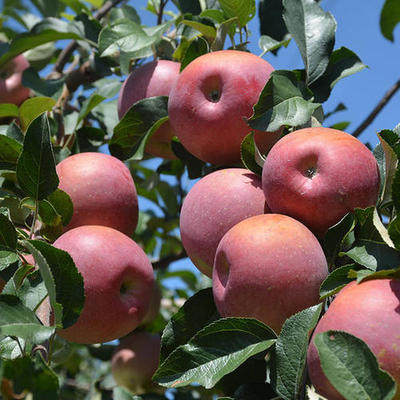 苹果 云南昭通 员工自产（当天服装订单满50确收后返20福利）西湖