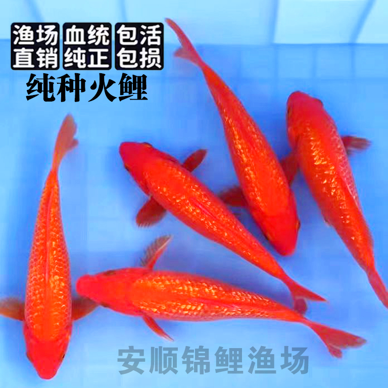闪鳞大型易养耐活纯红鲤鱼