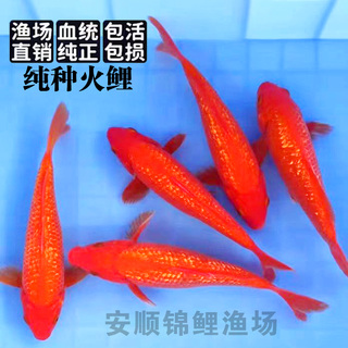 日系纯种锦鲤纯红锦鲤火鲤锦鲤大型观赏鱼冷水鱼闪鳞火鲤闪麟火鲤