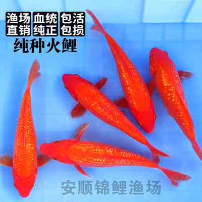 闪鳞大型易养耐活纯红鲤鱼