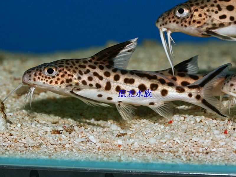 白金豹皮 野生白金豹皮 三湖慈鲷 非洲坦鲷 胡子鱼 底栖 观赏鱼