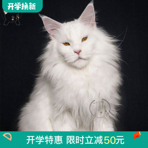森林猫幼崽价格 森林猫幼崽图片 星期三