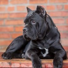 卡斯罗活体幼犬巨型成年1
