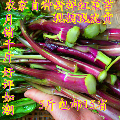 湖北特产鲜红菜苔农家洪山